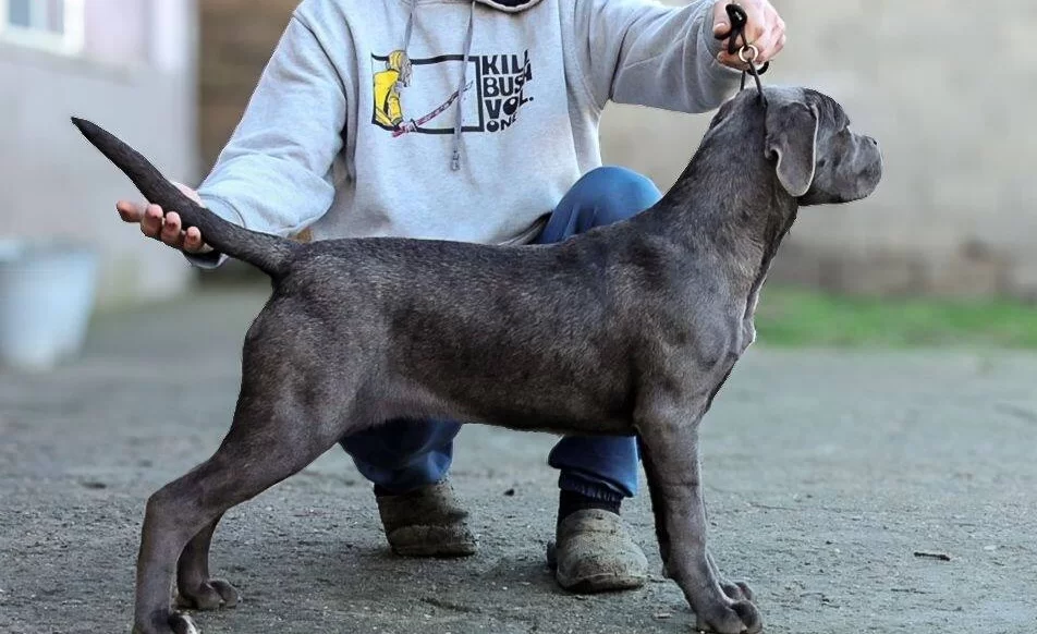 Secereli Full Asılı Cane Corso Yavrular