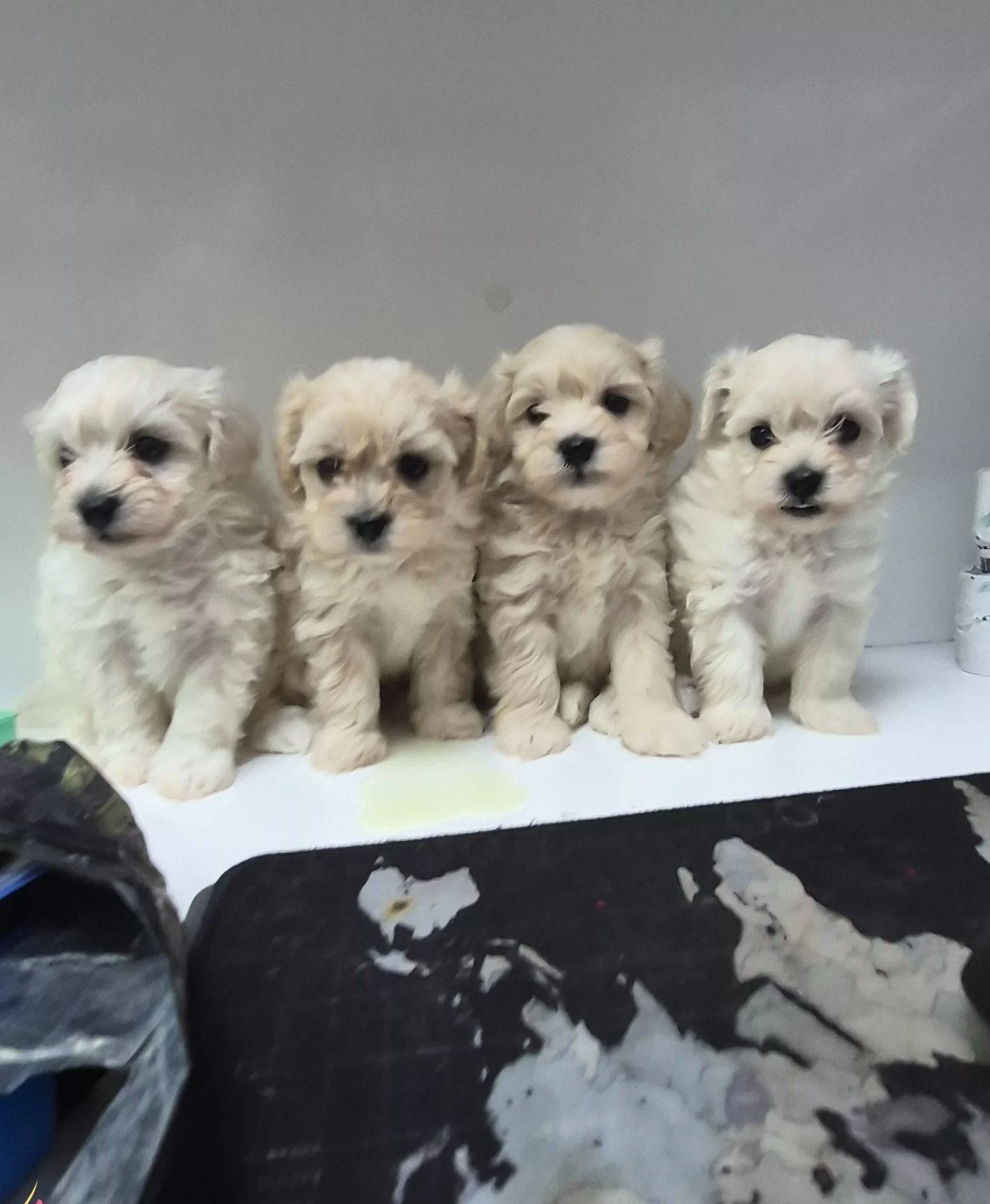 Antialerjik Kurklu Sosyal Maltese Terrier Yavruları