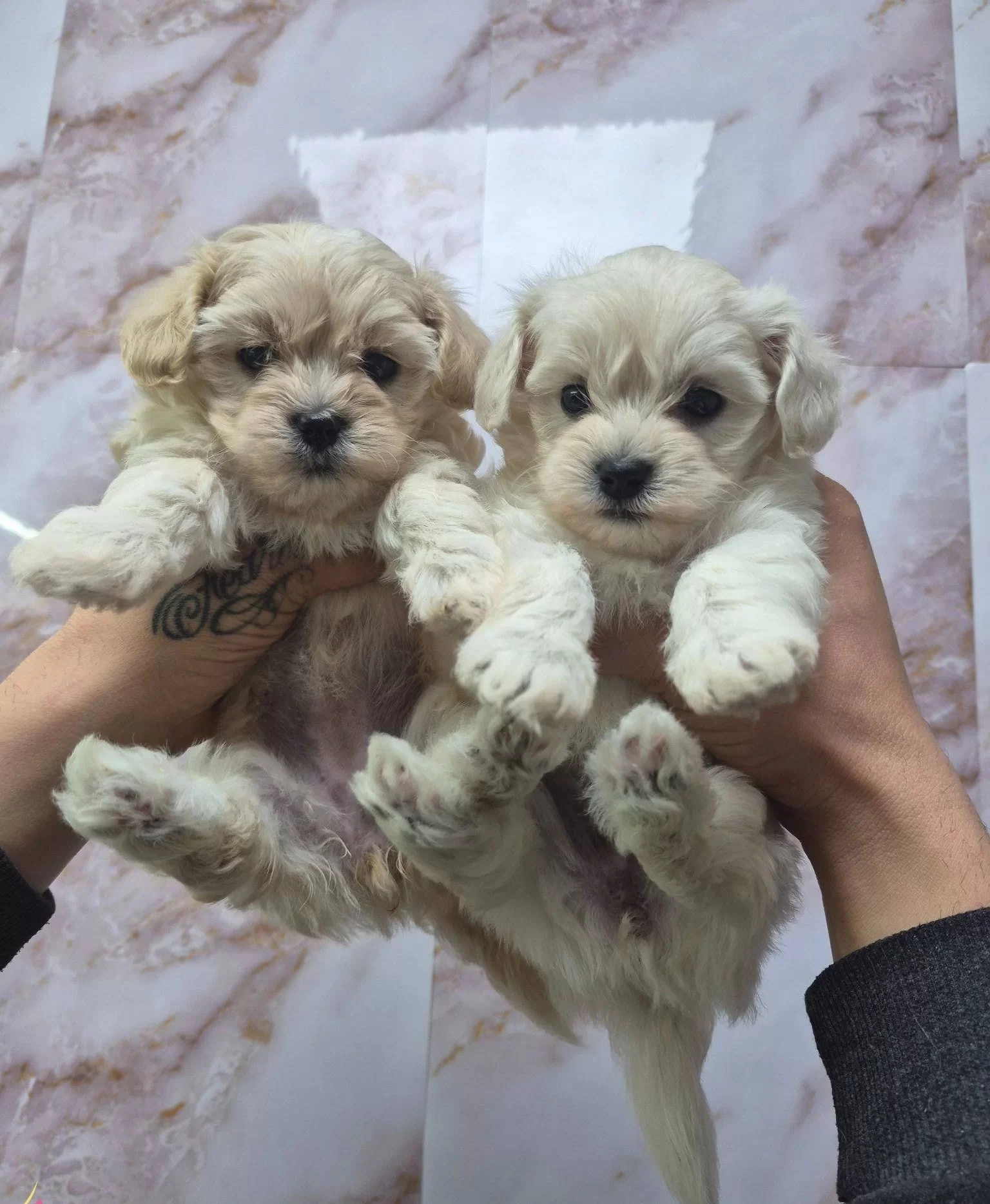 Antialerjik Kurklu Sosyal Maltese Terrier Yavruları