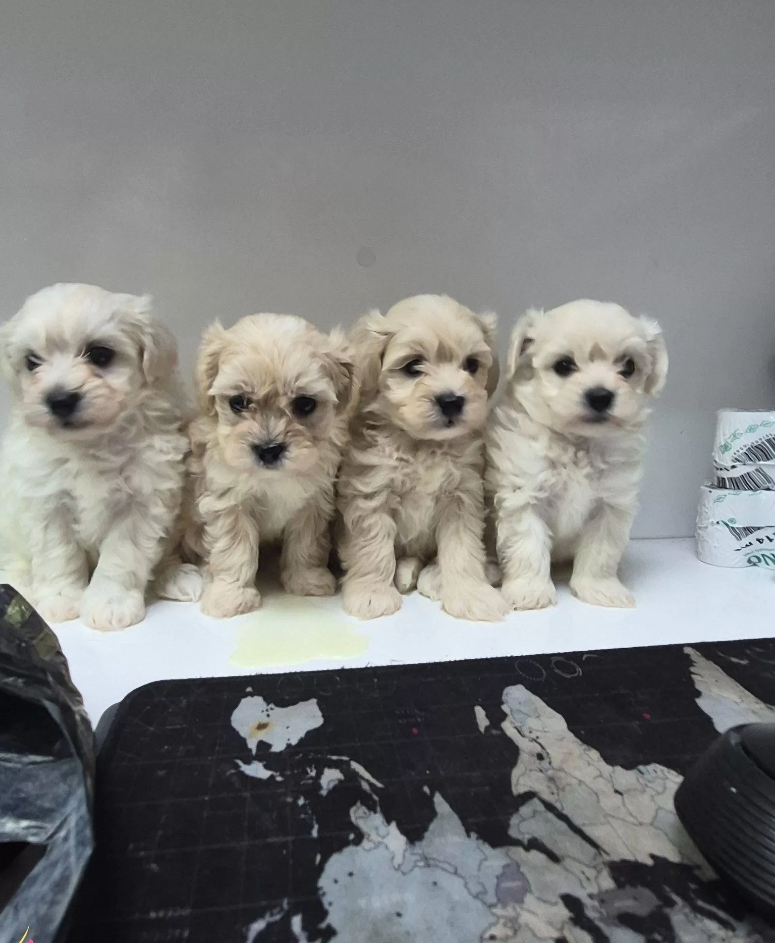 Antialerjik Kurklu Sosyal Maltese Terrier Yavruları