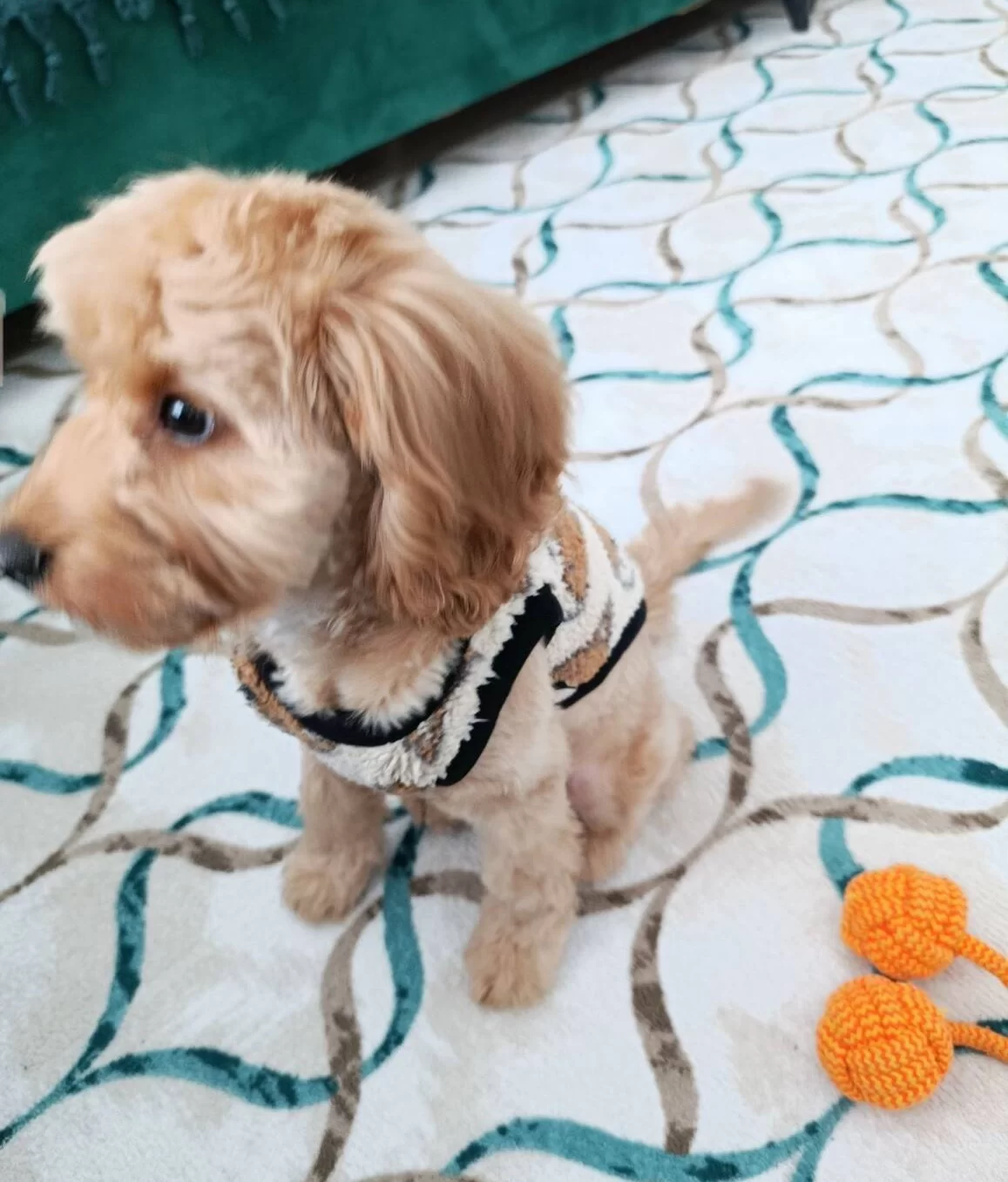 Egitimli Ve Sosyal Maltipoo