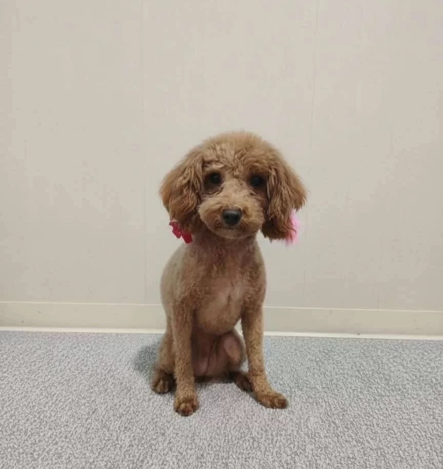Yeni Yıldız Oyuncak Poodle Yavruları