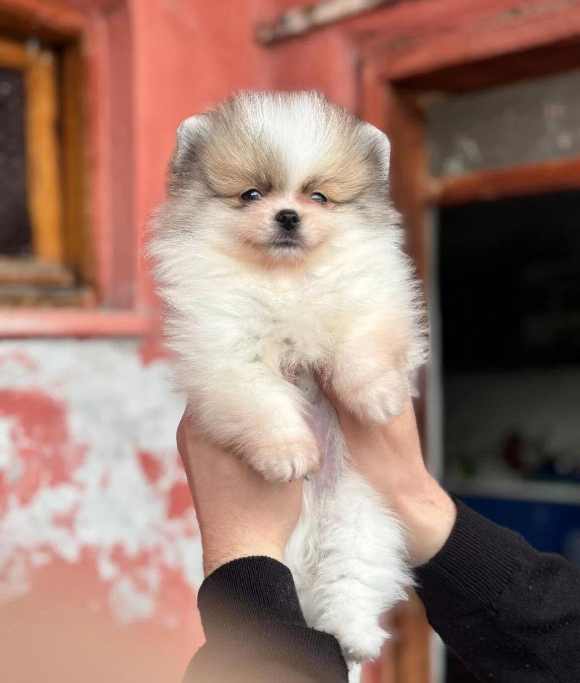Pomerain Boo Yavruları Kredi Kartı Gecerlidir