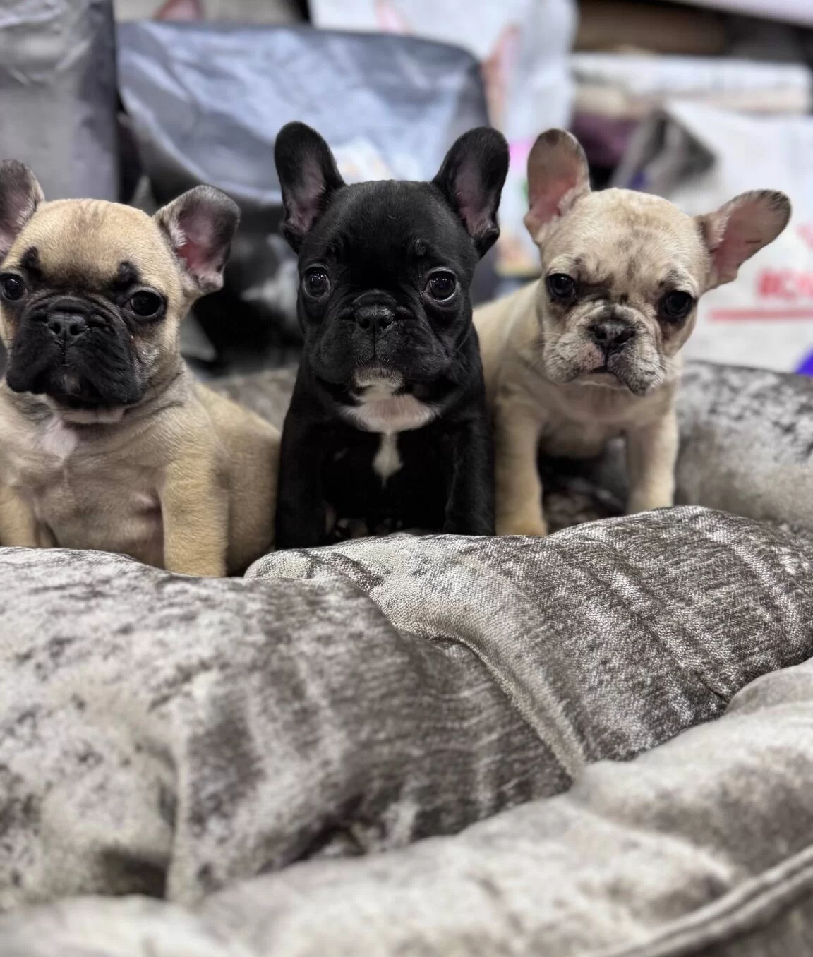 Turkiyenin En Guzel French Bebekleri Geldi