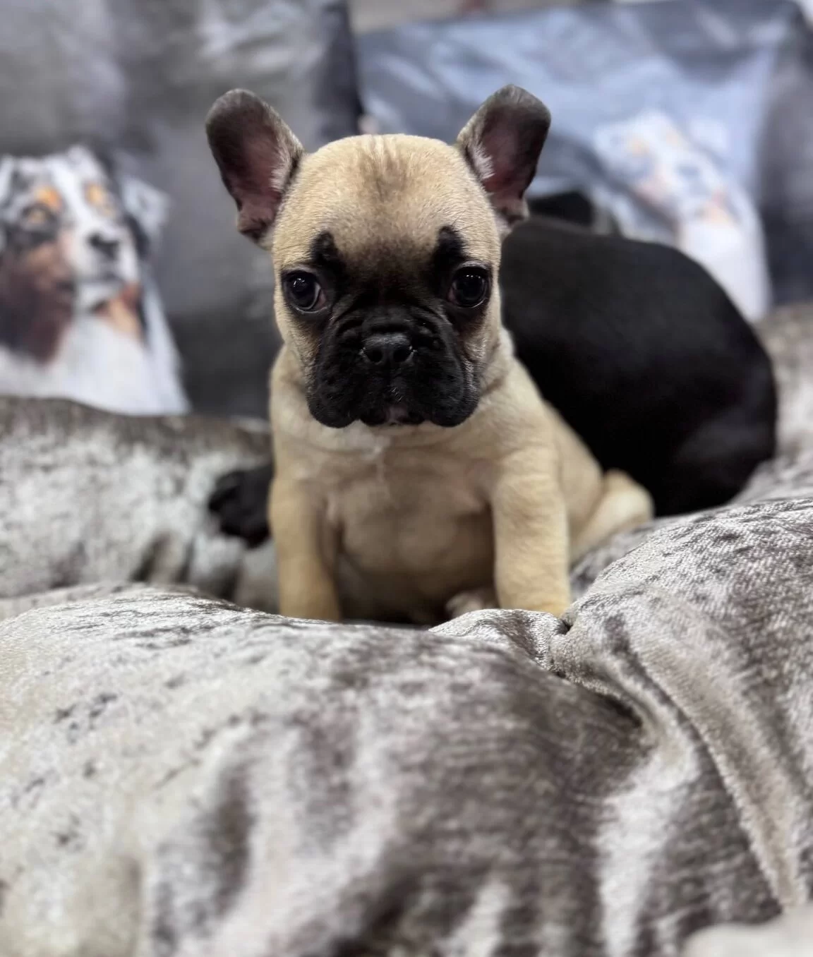 Turkiyenin En Guzel French Bebekleri Geldi