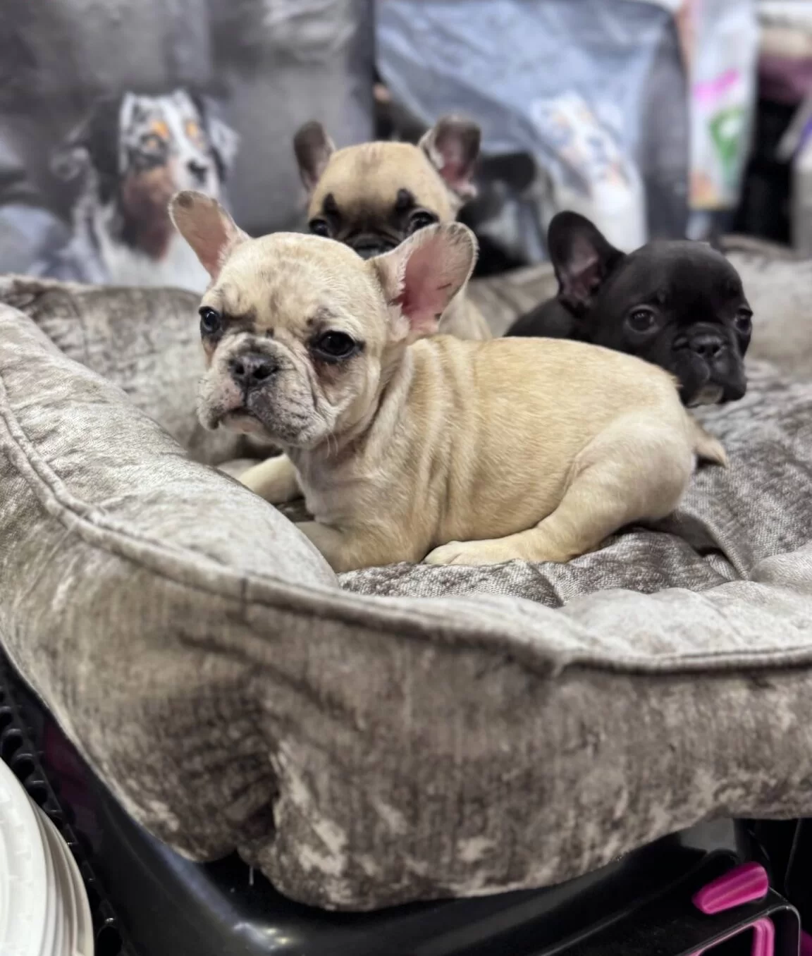 Turkiyenin En Guzel French Bebekleri Geldi