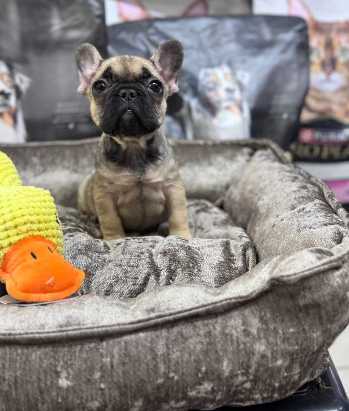 Turkiyenin En Guzel French Bebekleri Geldi