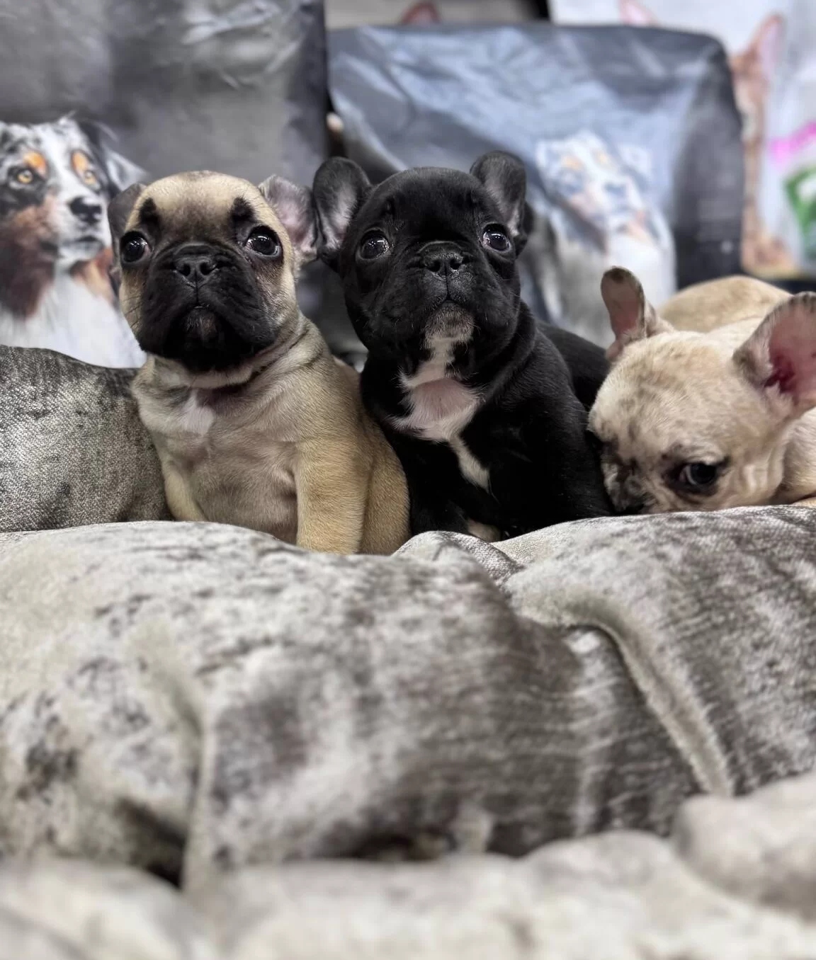 Turkiyenin En Guzel French Bebekleri Geldi