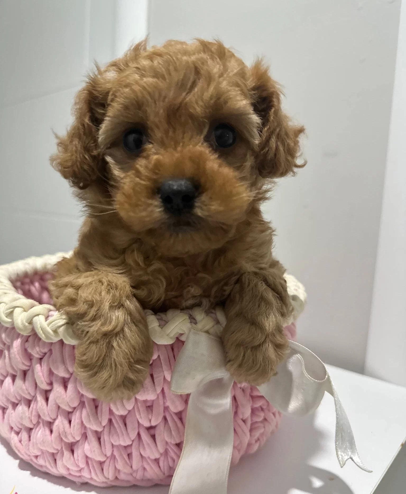 Ankara Cankayada Tuvalet Eğitimli Poodle