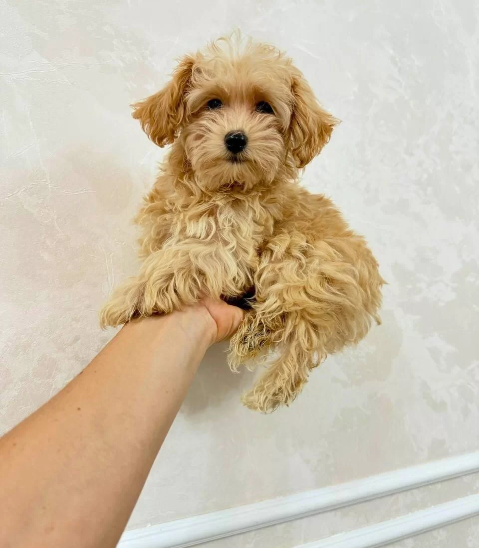 Akıllı Ve Tuy Dokmeyen Gercek Maltipoo Yavruları