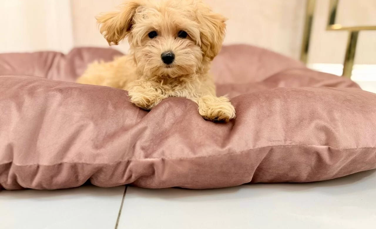 Akıllı Ve Tuy Dokmeyen Gercek Maltipoo Yavruları