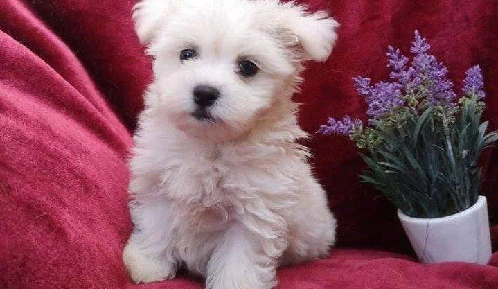 Kar Beyaz Maltese Terrier Yavruları Ile Tanısın