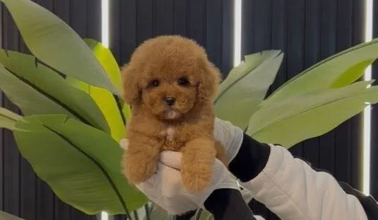 Toy Poodle Sevimli Yavrular Ev Uretimi