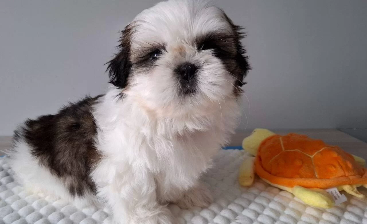 Shihtzu Cinsi Yavrular Ev Uretimi
