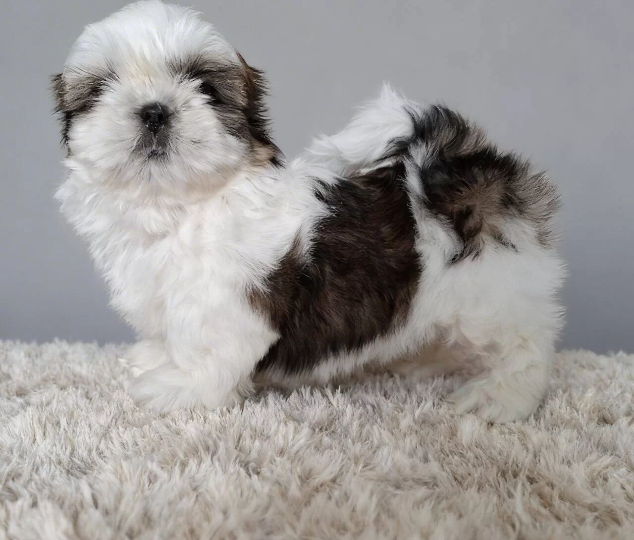 Shihtzu Cinsi Yavrular Ev Uretimi