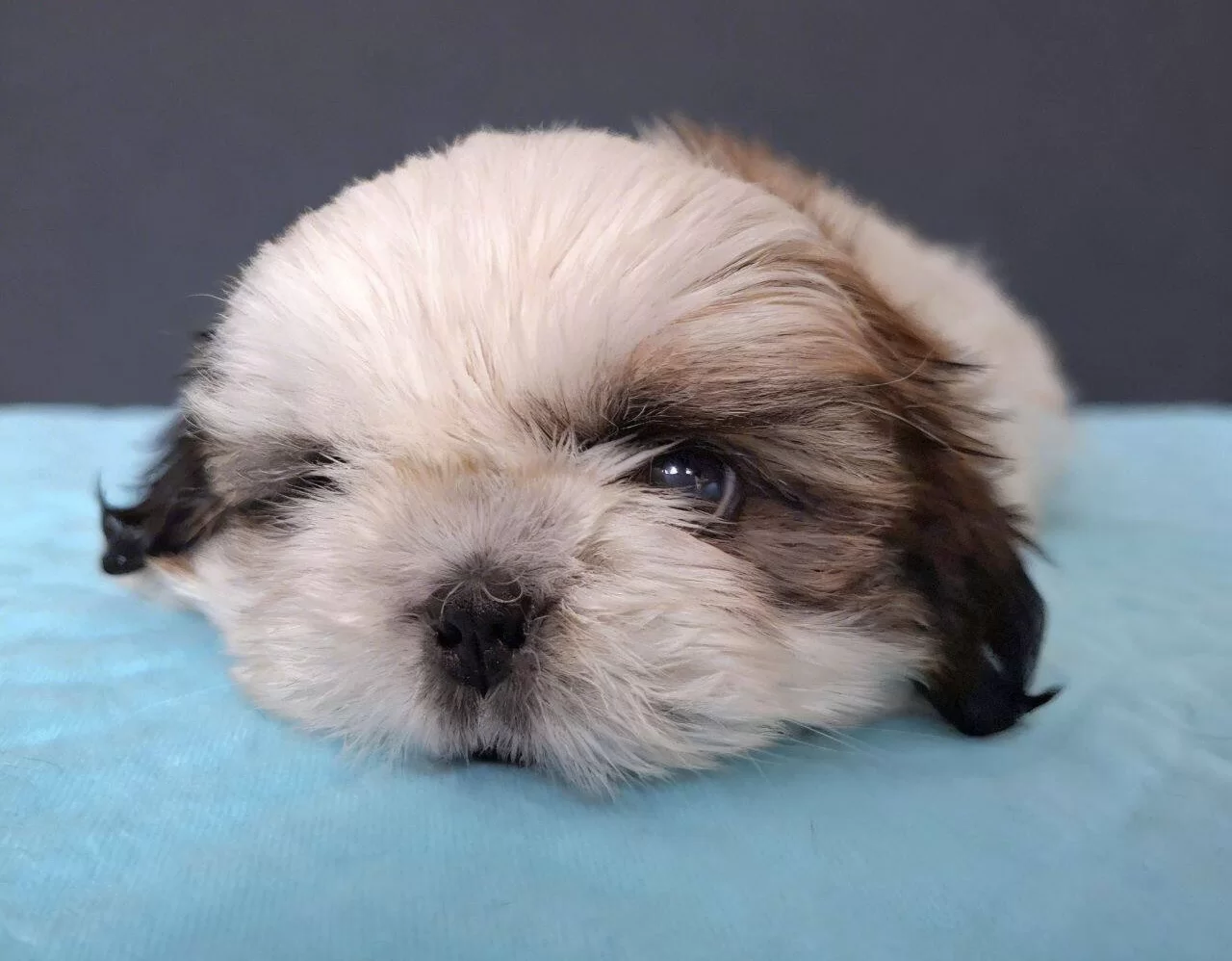 Shihtzu Cinsi Yavrular Ev Uretimi