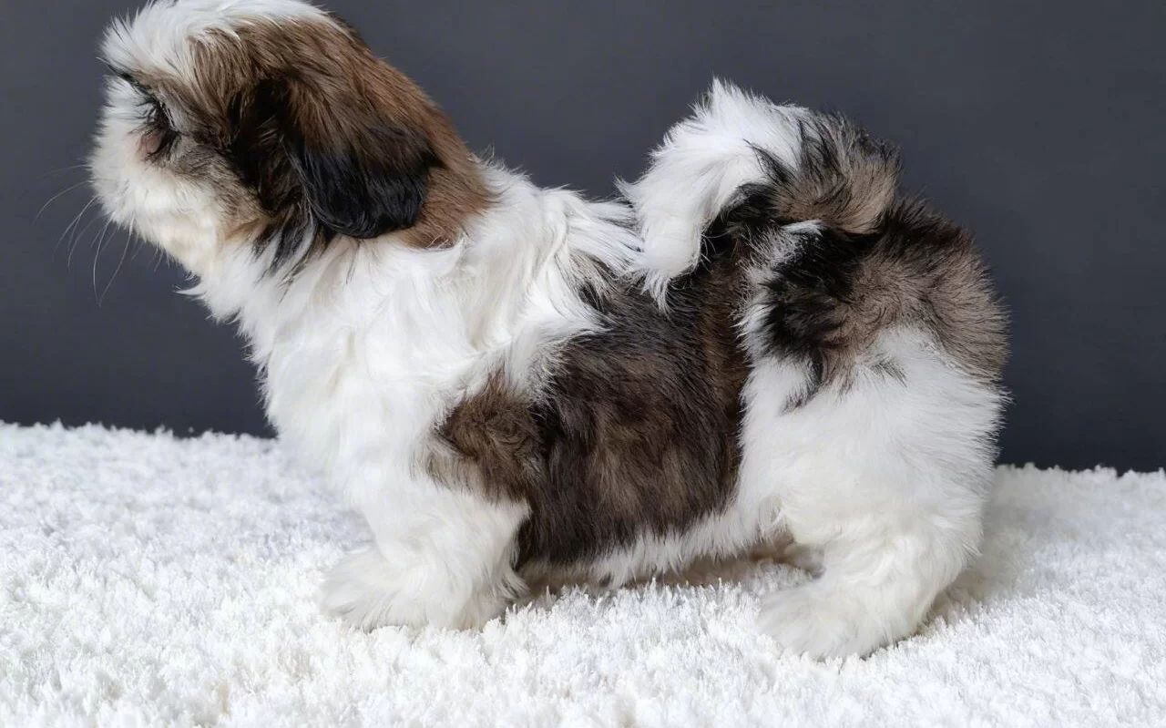 Shihtzu Cinsi Yavrular Ev Uretimi