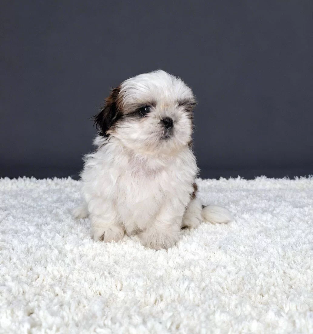 Shihtzu Cinsi Yavrular Ev Uretimi