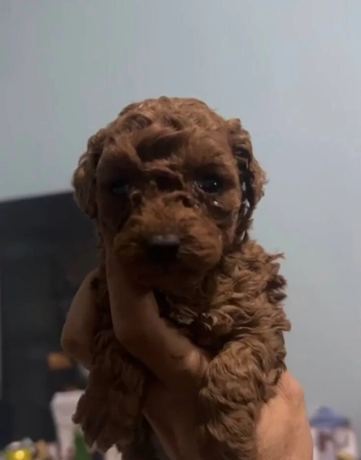 Ipeksi Kurklu Safkan Toy Poodle Yavruları Sosyal Ve Oyuncu