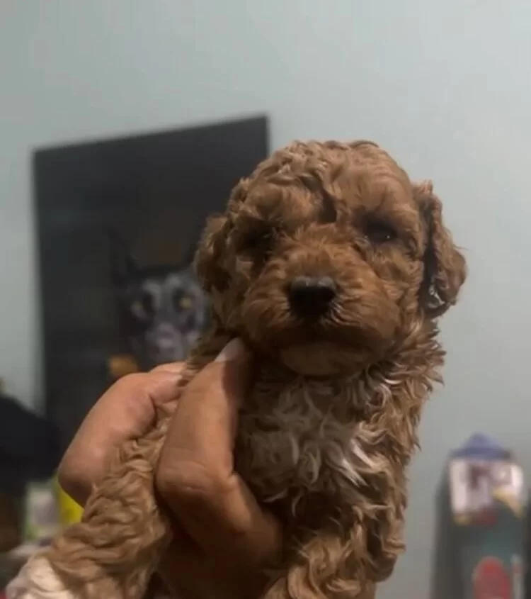 Ipeksi Kurklu Safkan Toy Poodle Yavruları Sosyal Ve Oyuncu