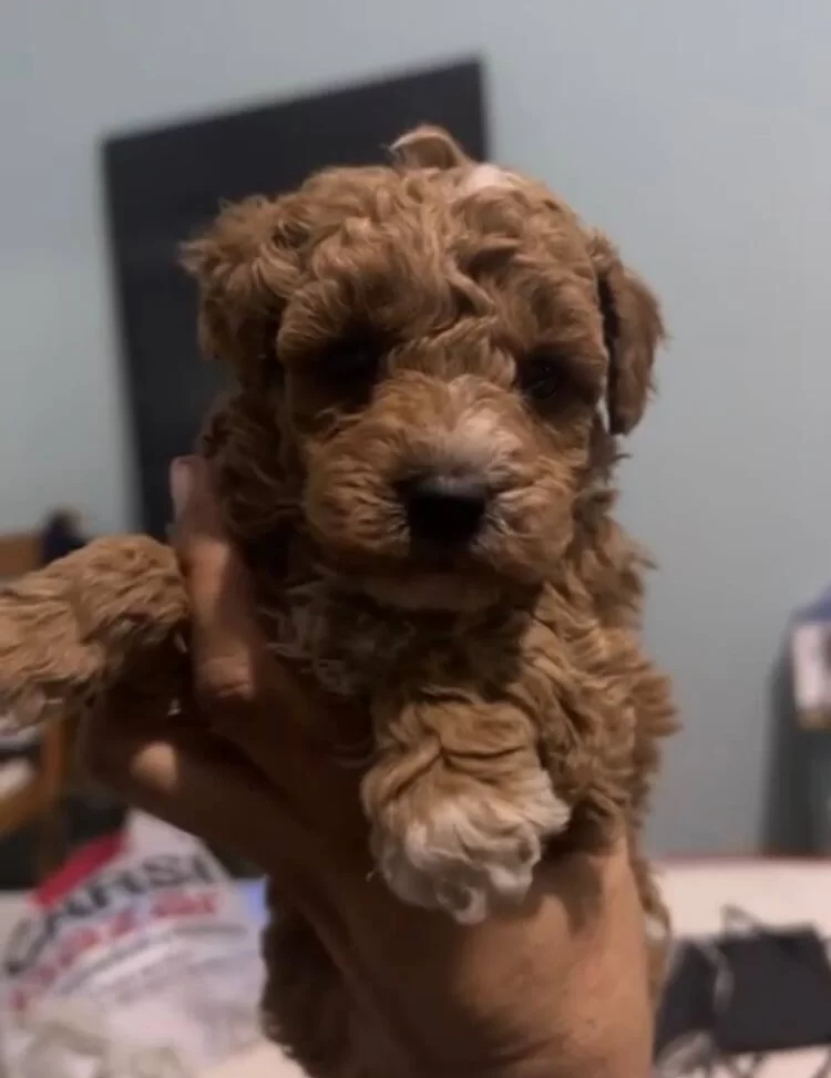 Ipeksi Kurklu Safkan Toy Poodle Yavruları Sosyal Ve Oyuncu