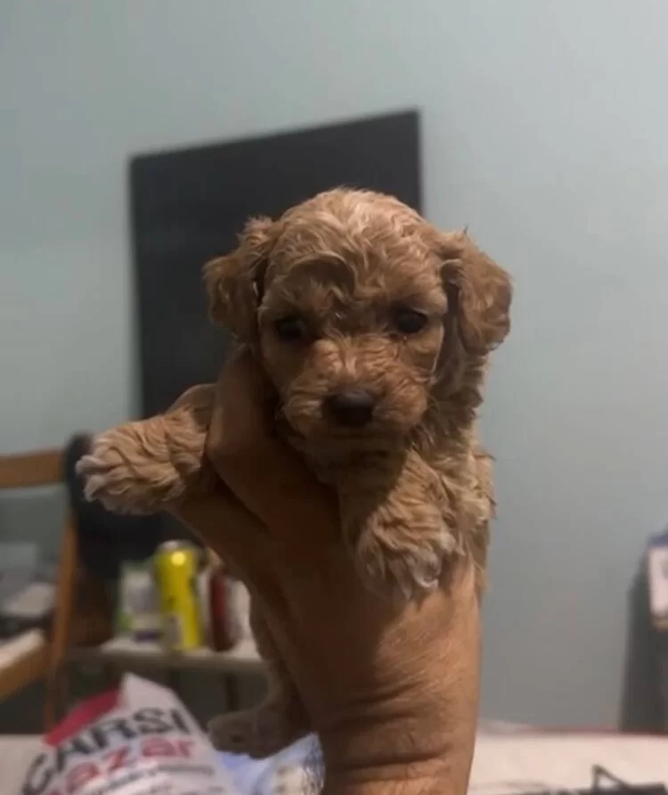 Ipeksi Kurklu Safkan Toy Poodle Yavruları Sosyal Ve Oyuncu