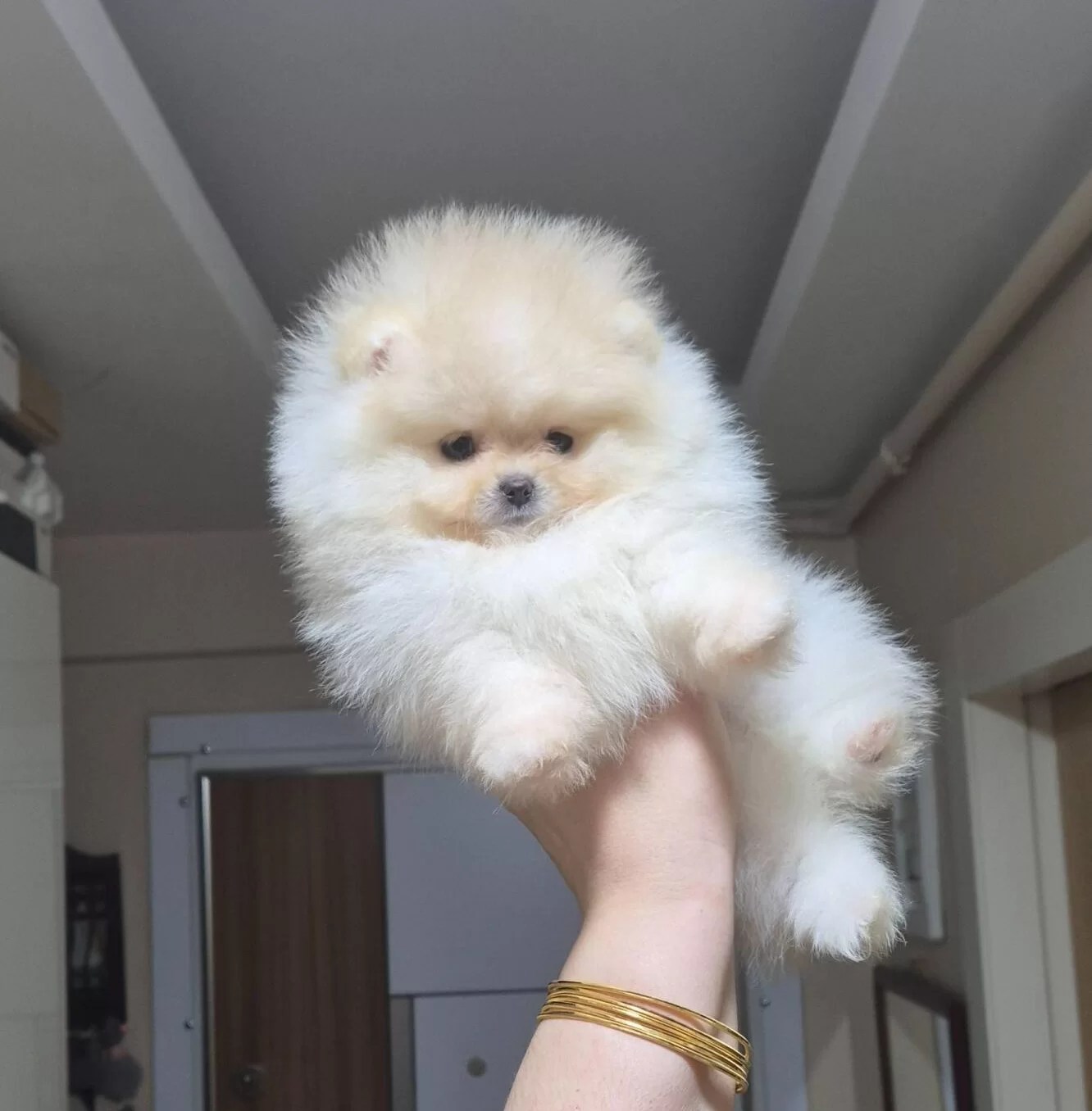 Beyaz Bulut Kusursuz Kurk Yapılı Teacup Pomeranian Boo