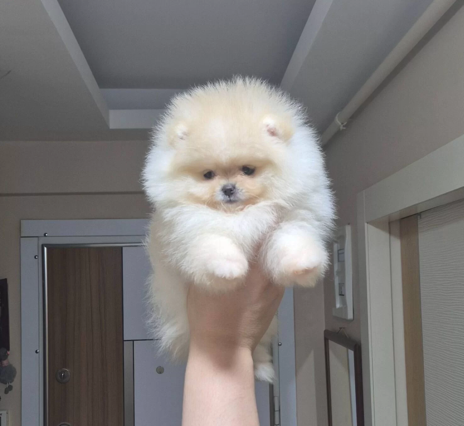 Beyaz Bulut Kusursuz Kurk Yapılı Teacup Pomeranian Boo