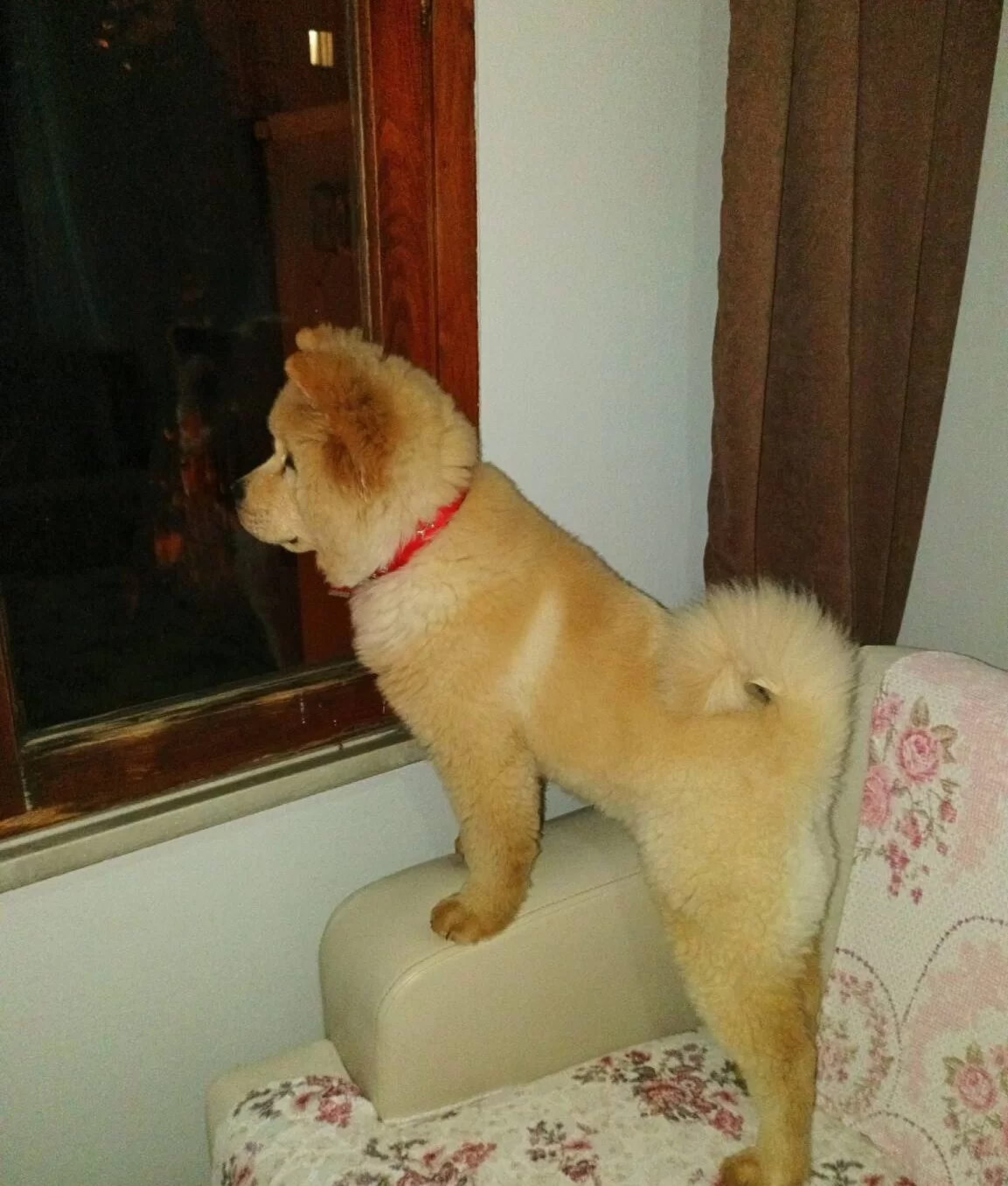 Karakteriyle Buyuleyen Aslan Yelesi Chow Chow