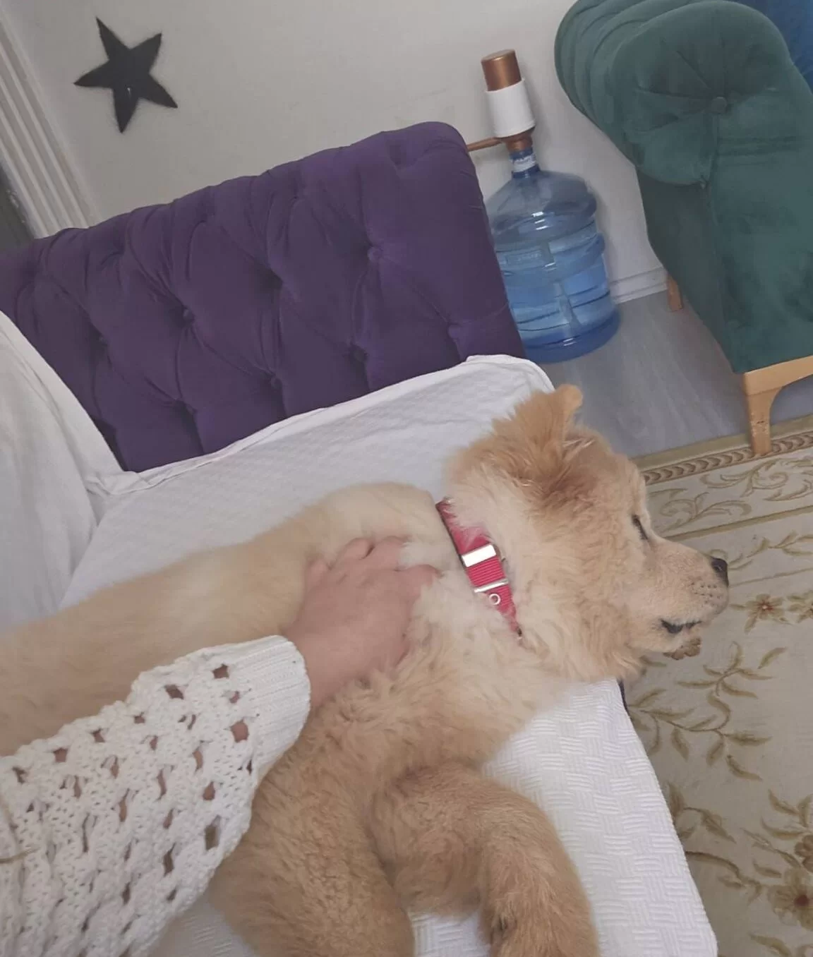 Karakteriyle Buyuleyen Aslan Yelesi Chow Chow