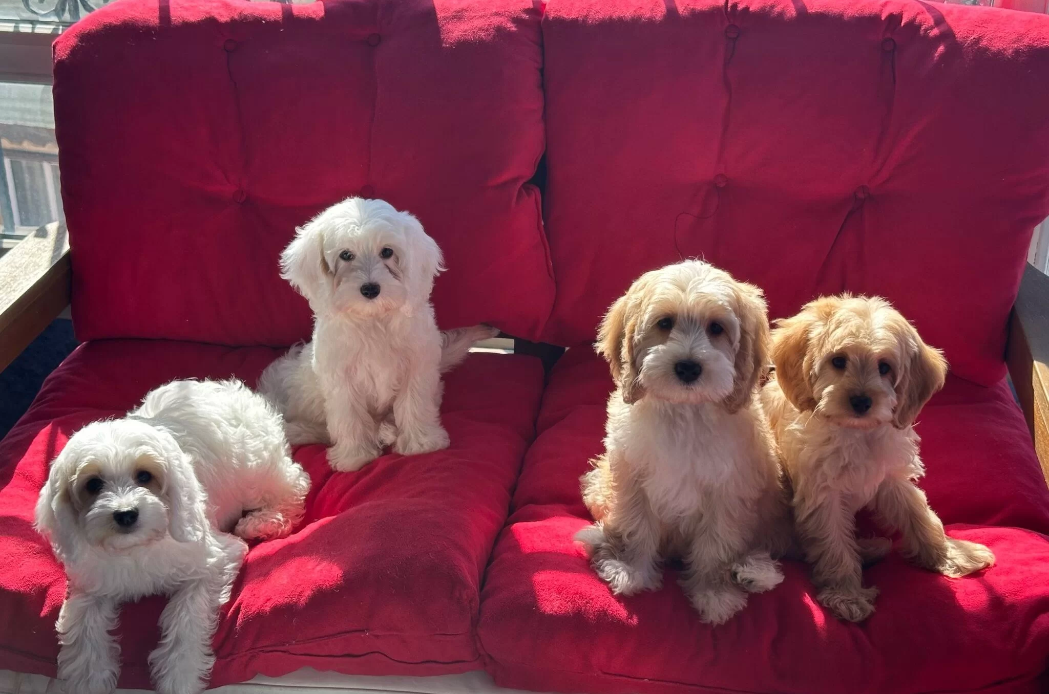 Beyoglunda Yuva Bekleyen Sosyal Ve Akıllı Maltipoo Yavruları