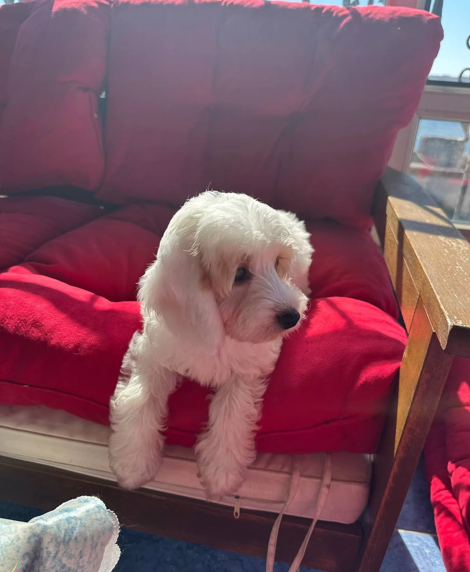 Beyoglunda Yuva Bekleyen Sosyal Ve Akıllı Maltipoo Yavruları