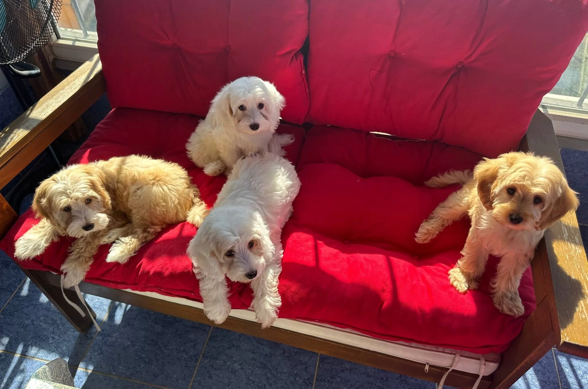 Beyoglunda Yuva Bekleyen Sosyal Ve Akıllı Maltipoo Yavruları