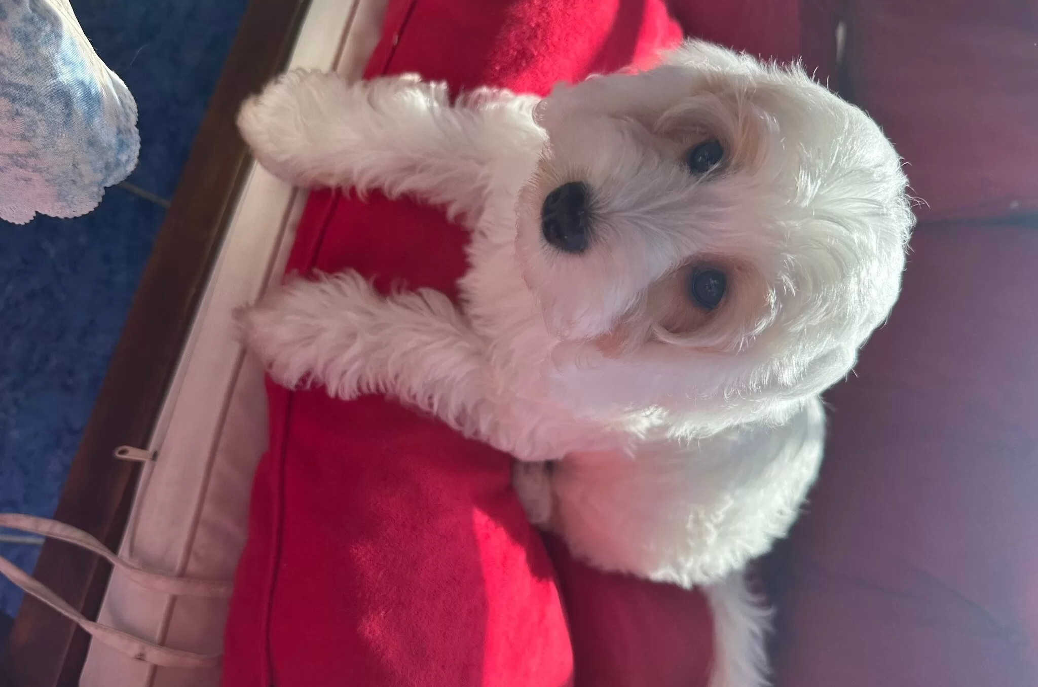 Beyoglunda Yuva Bekleyen Sosyal Ve Akıllı Maltipoo Yavruları