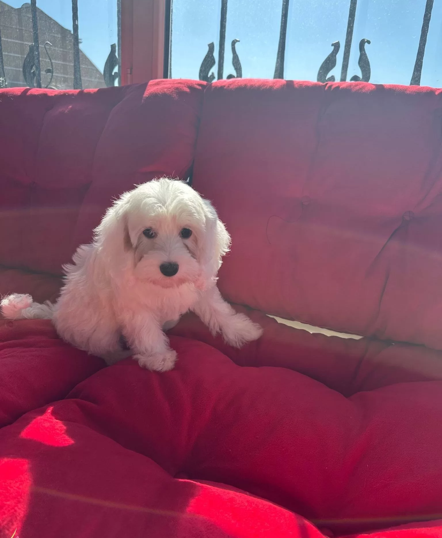 Beyoglunda Yuva Bekleyen Sosyal Ve Akıllı Maltipoo Yavruları