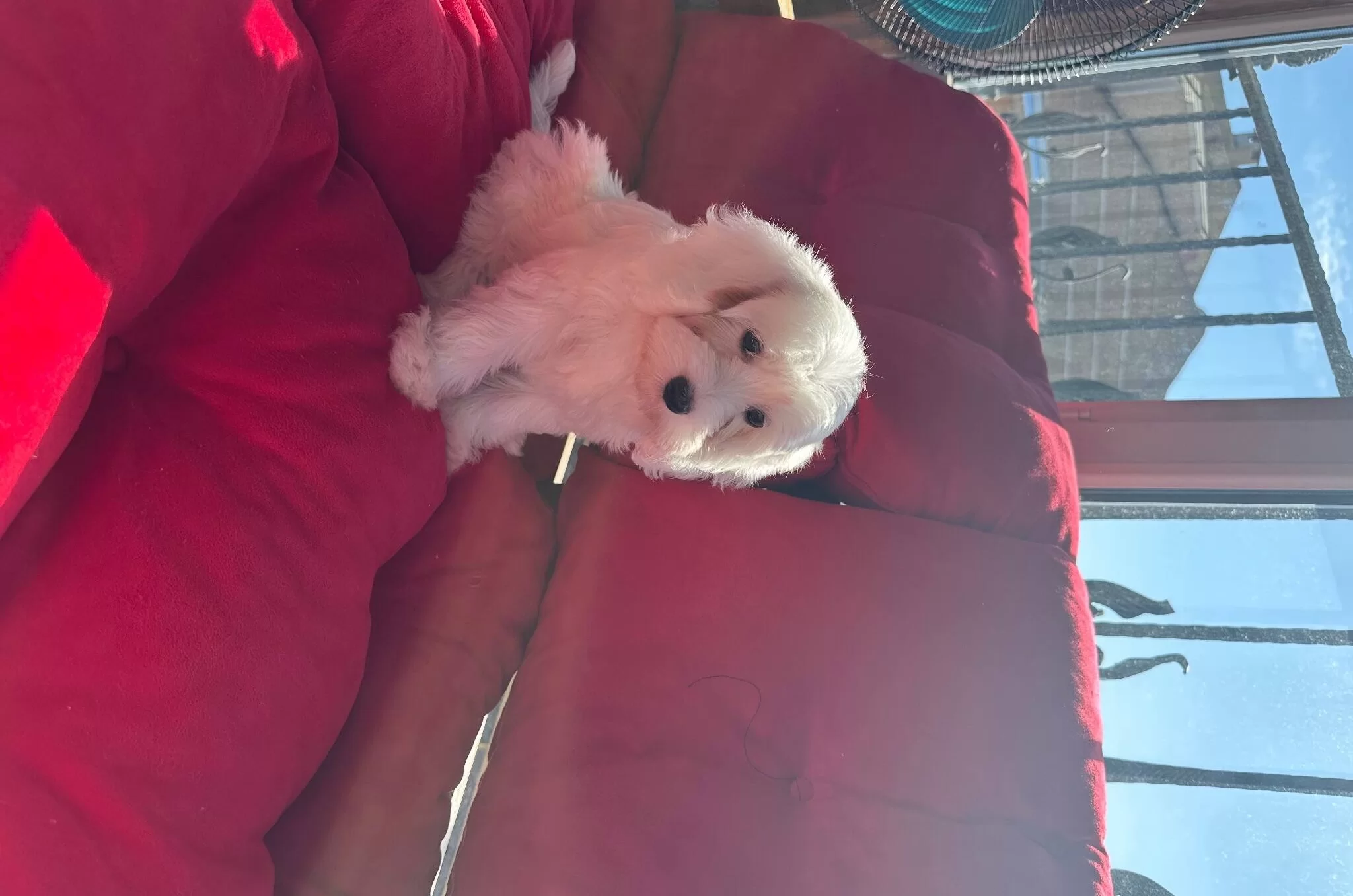 Beyoglunda Yuva Bekleyen Sosyal Ve Akıllı Maltipoo Yavruları