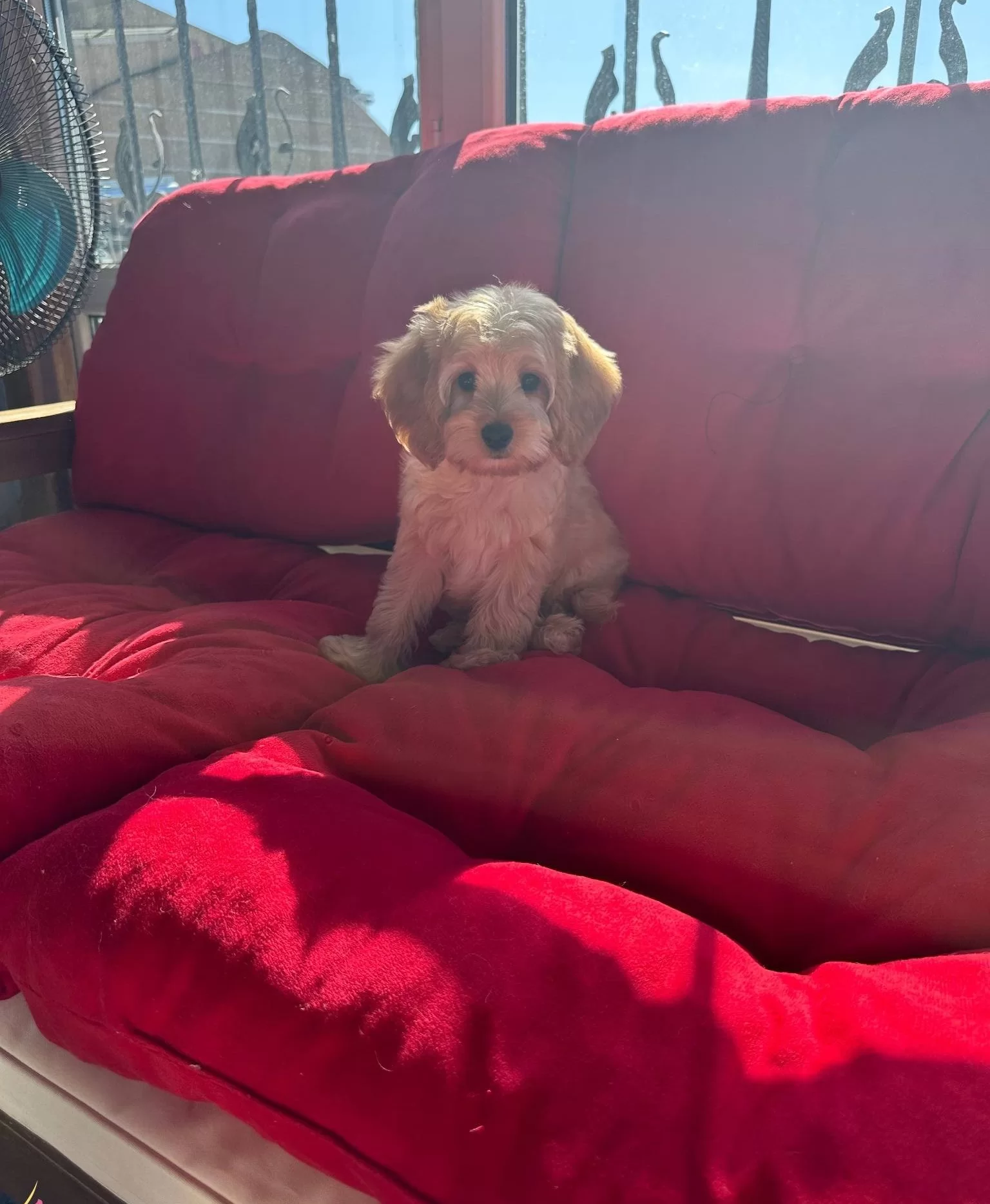 Beyoglunda Yuva Bekleyen Sosyal Ve Akıllı Maltipoo Yavruları