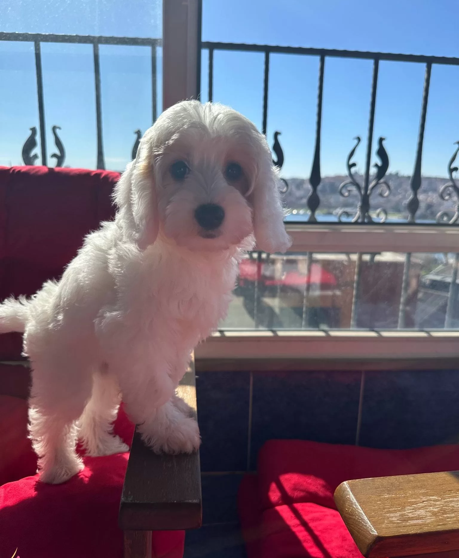 Beyoglunda Yuva Bekleyen Sosyal Ve Akıllı Maltipoo Yavruları