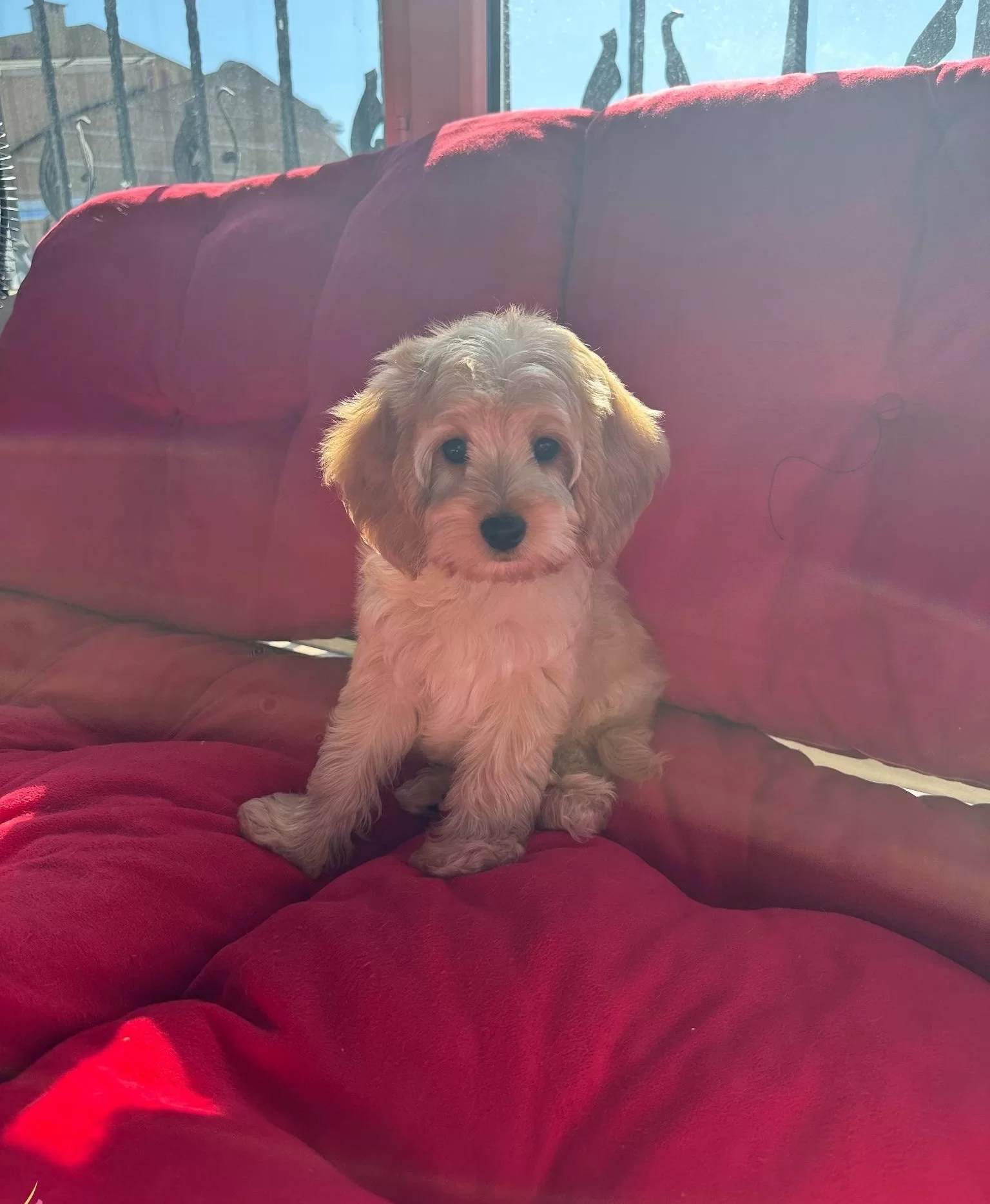 Beyoglunda Yuva Bekleyen Sosyal Ve Akıllı Maltipoo Yavruları