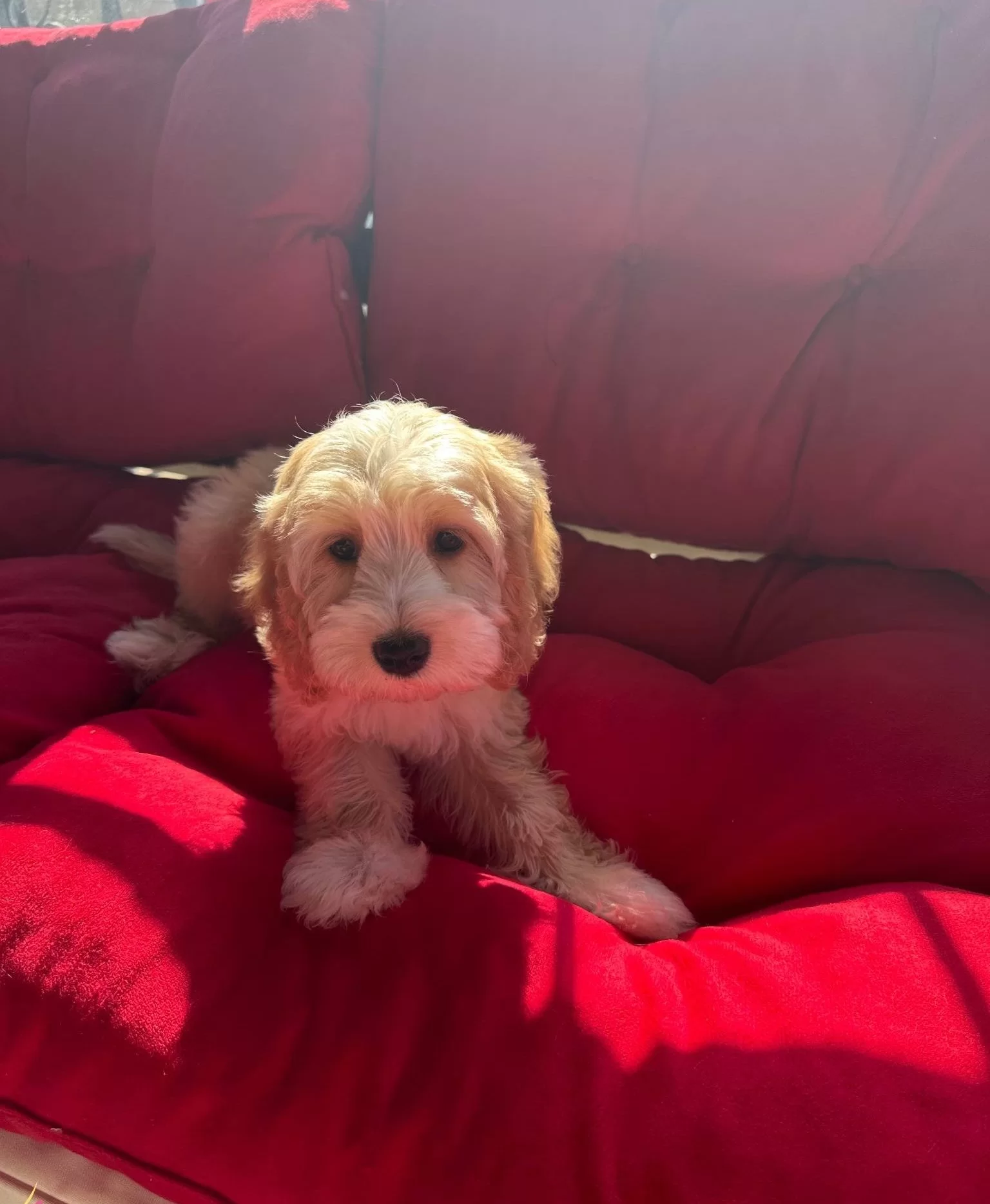 Beyoglunda Yuva Bekleyen Sosyal Ve Akıllı Maltipoo Yavruları