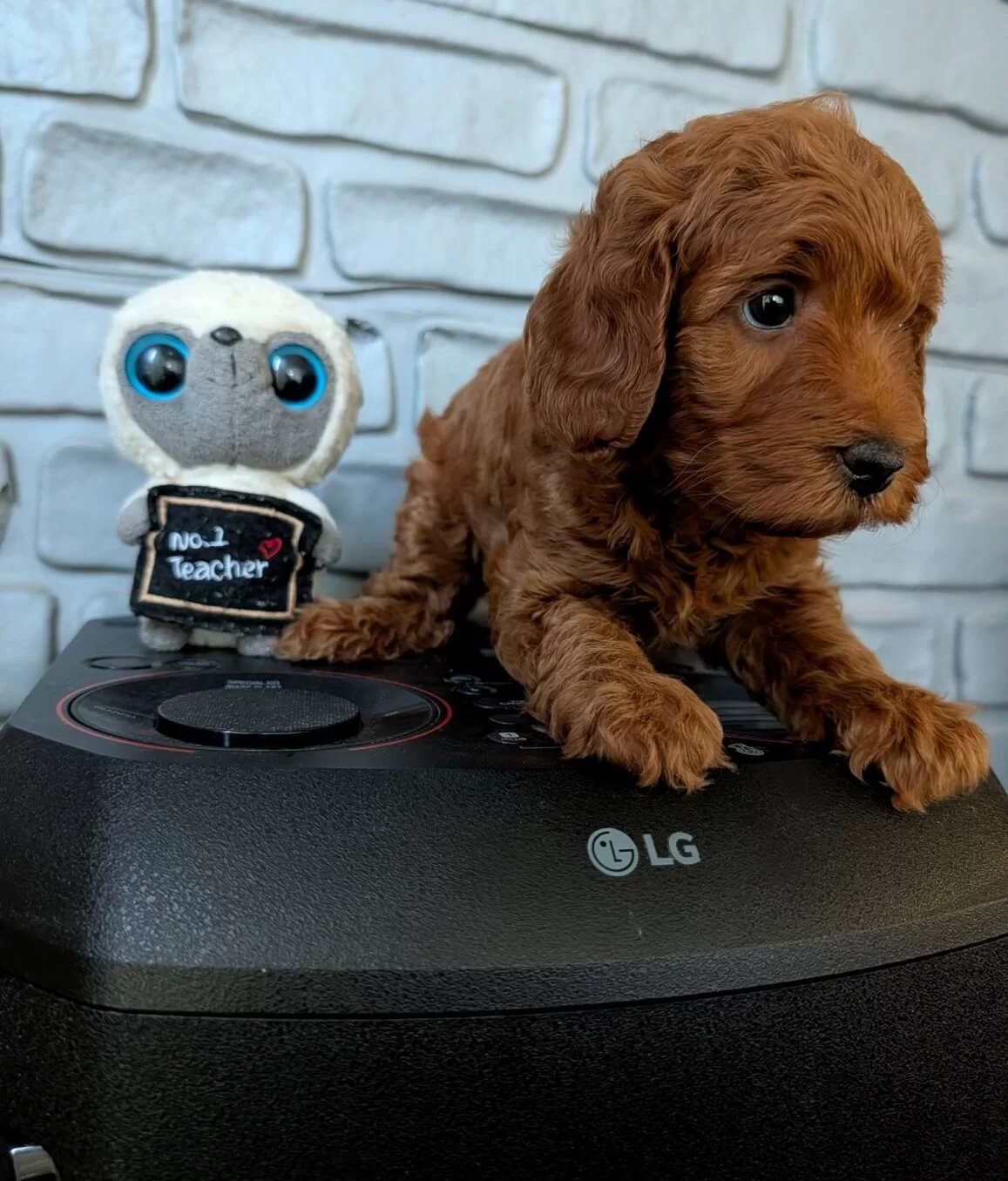 Super Mini Maltipoo Poodle Suratlı