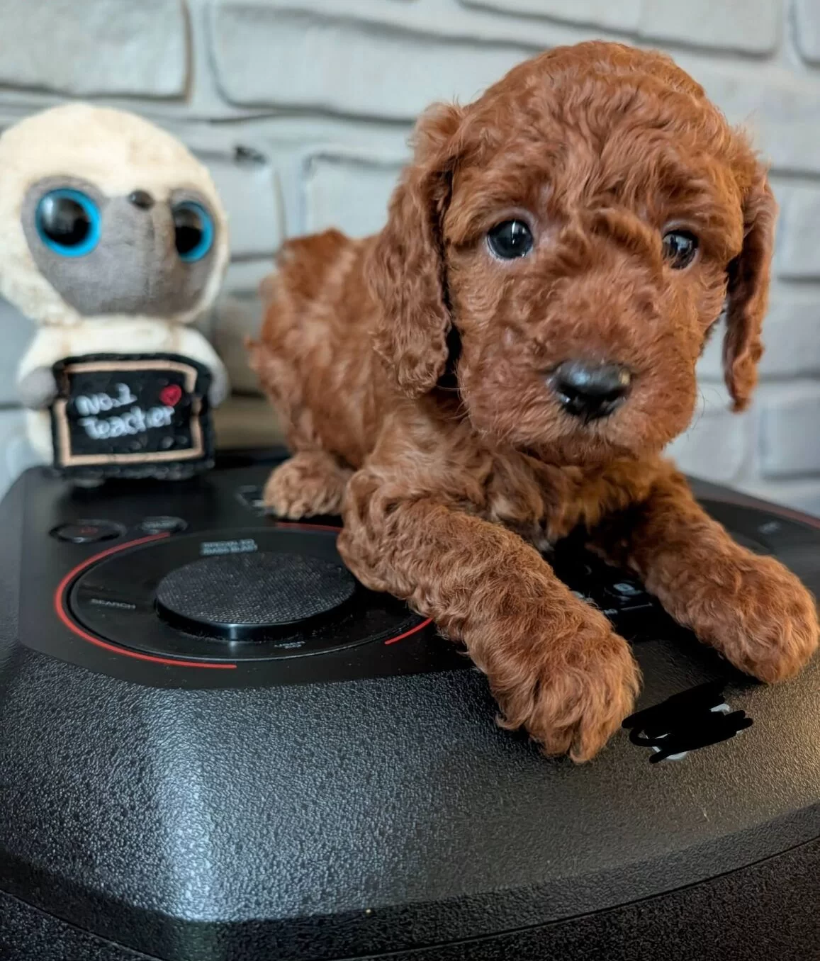 Super Mini Maltipoo Poodle Suratlı