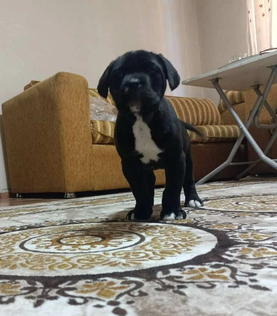 Sportif Ve Vakur Kan Hattından Gelen Otoriter Cane Corso