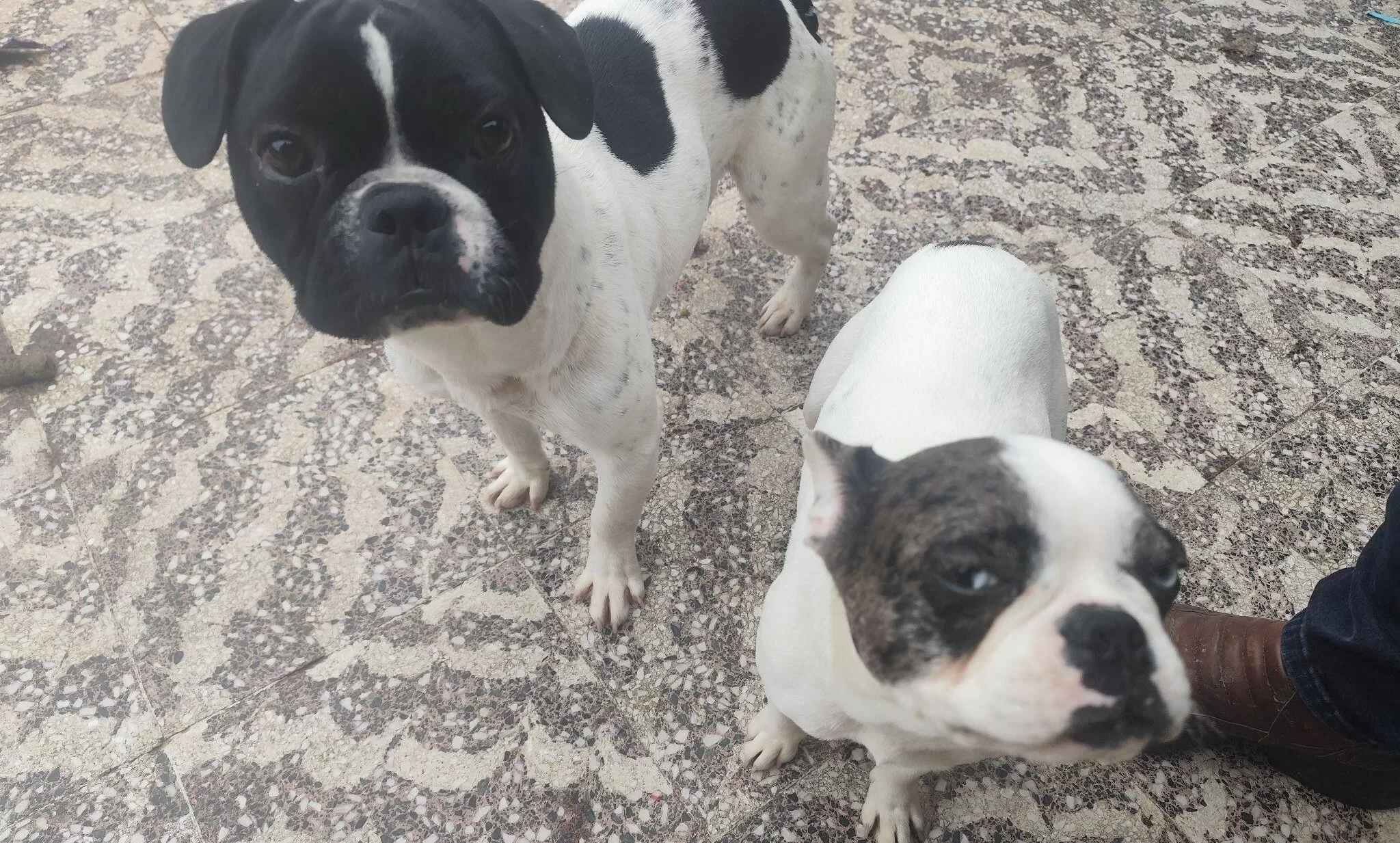 Ender Bakıslı Egitimli French Bulldog