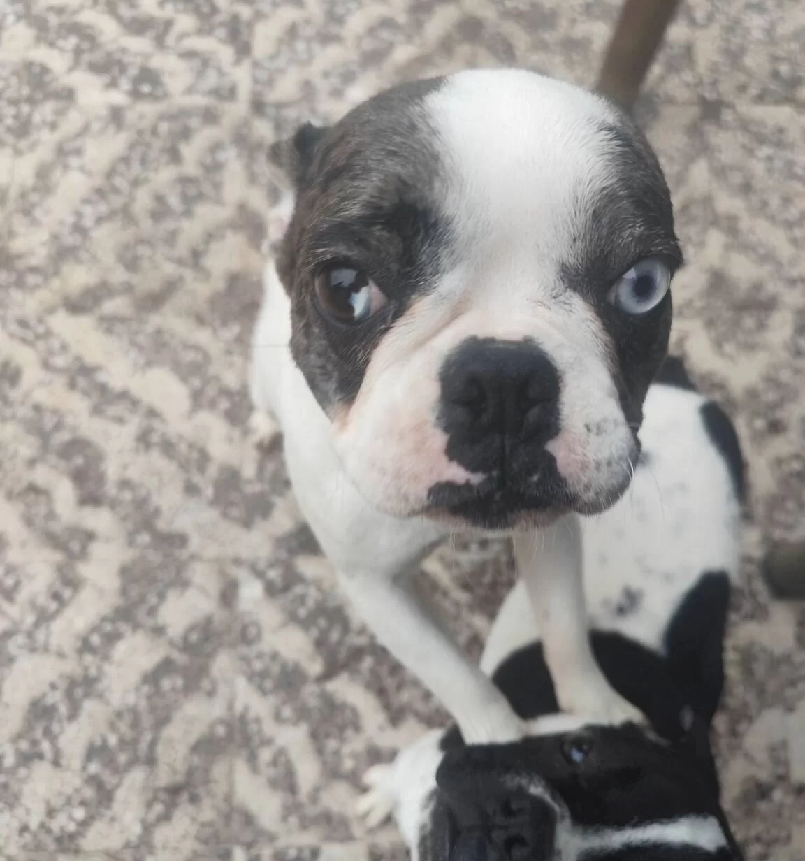 Ender Bakıslı Egitimli French Bulldog