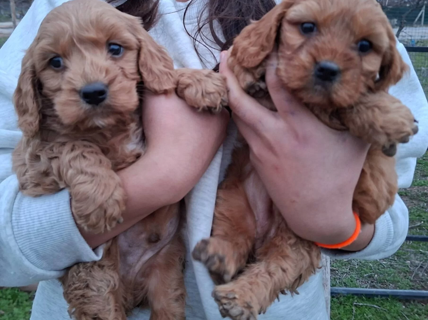 Safkan Erkek Yavrumuz