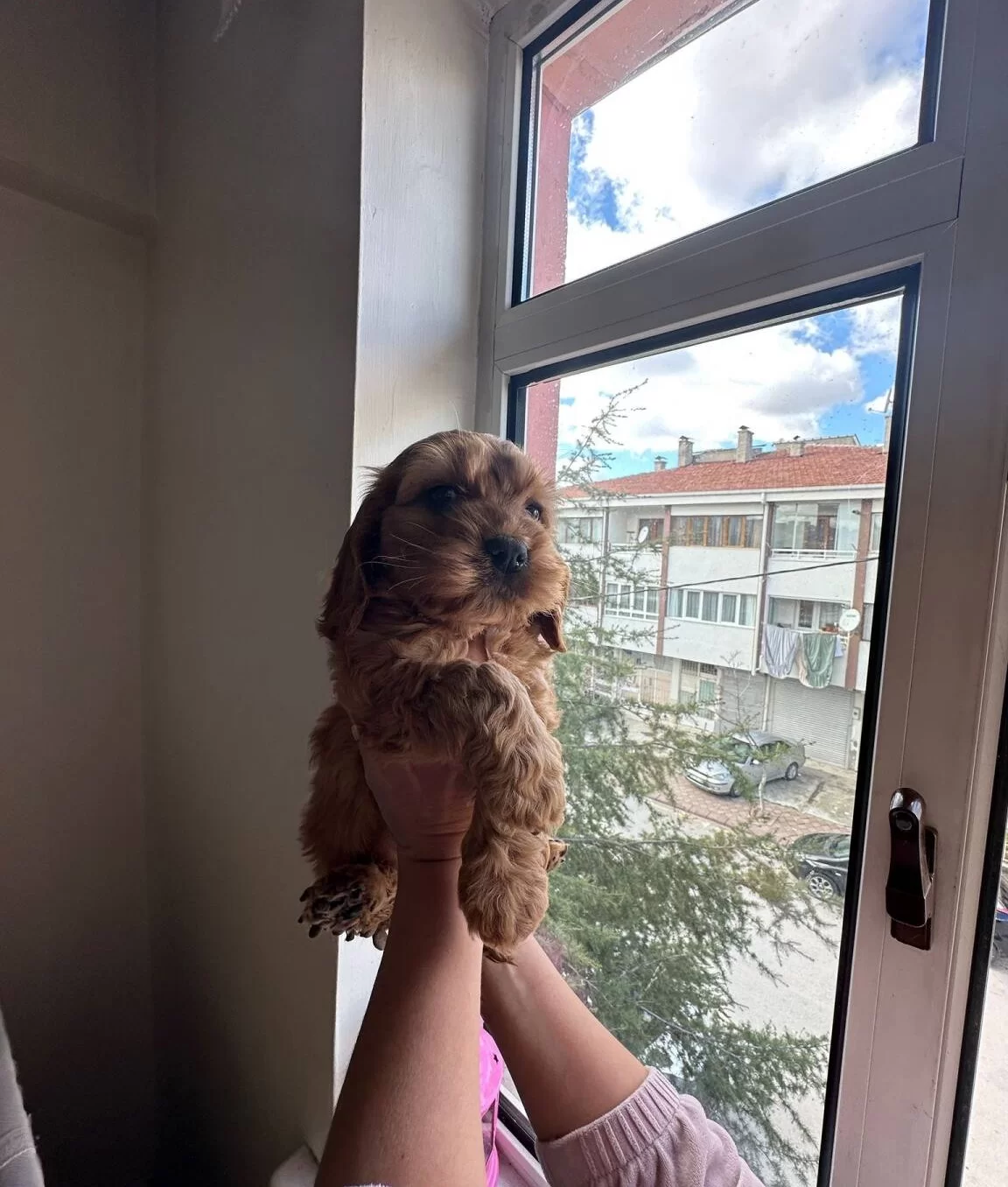 Safkan Erkek Yavrumuz