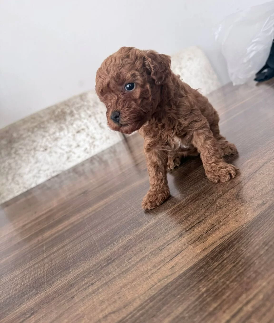 Sosyal Ve Enerjik Toy Poodle Yavruları