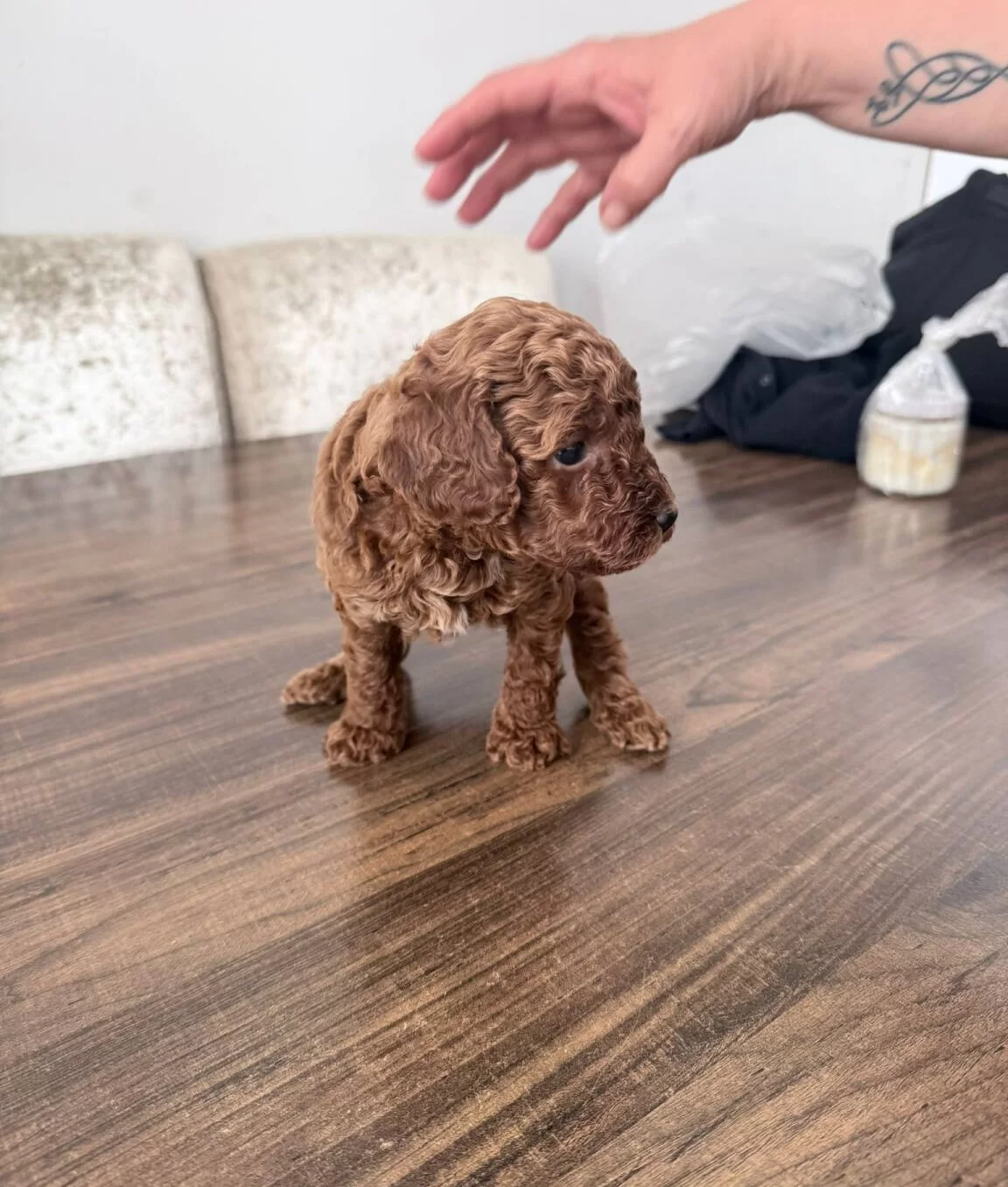Sosyal Ve Enerjik Toy Poodle Yavruları