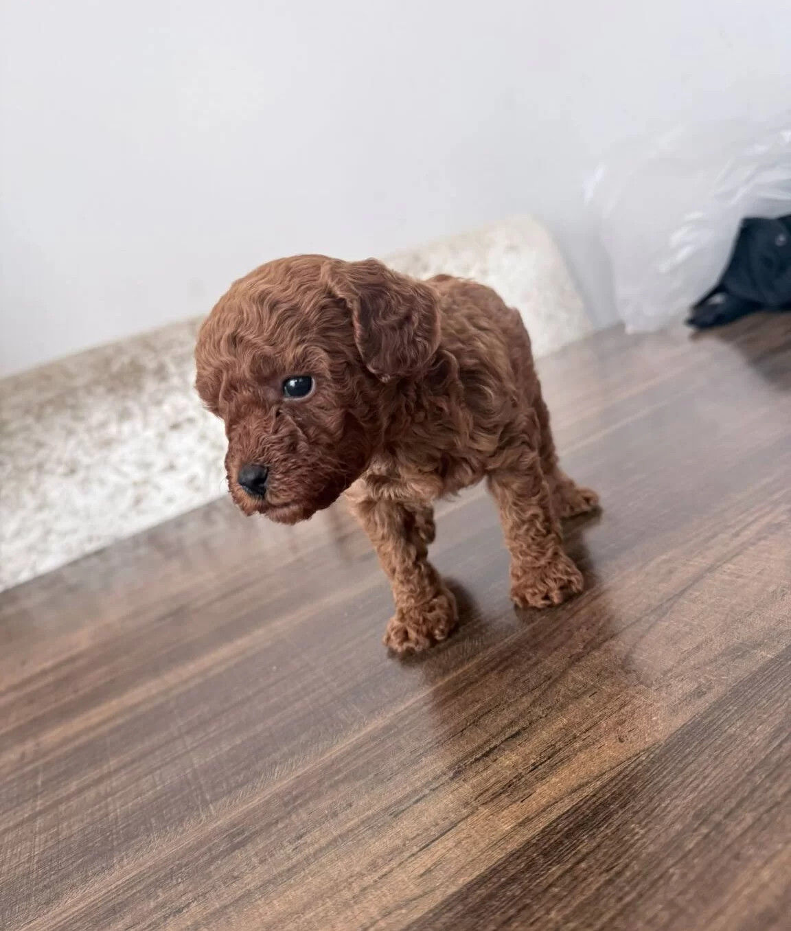 Sosyal Ve Enerjik Toy Poodle Yavruları
